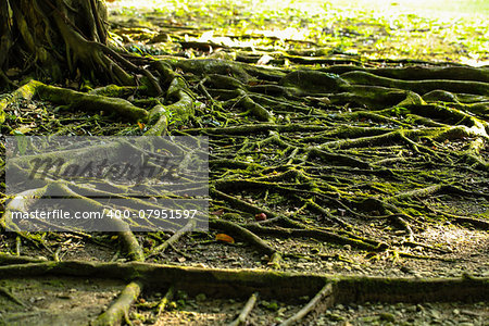 Close up Tree Roots background in the evening