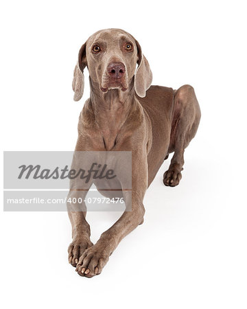 An attentive Weimaraner Dog laying with outstretched paws.