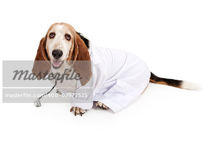 Basset Hound dog wearing a white lab coat and a stethoscope. Isolated on white.