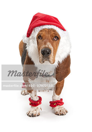 Basset Hound dog wearing a santa claus outfit. Isolated on white