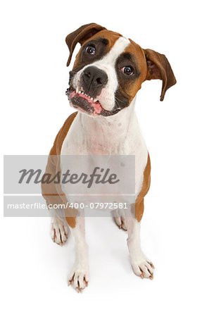 A tri-colored Boxer dog sitting down and looking up with her bottom teeth out