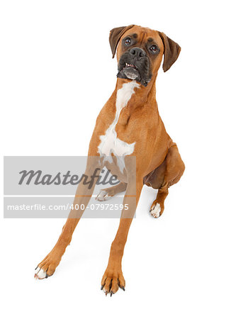A beautiful large Boxer dog with his legs extended out making a funny face with his teeth out. Isolated on white.