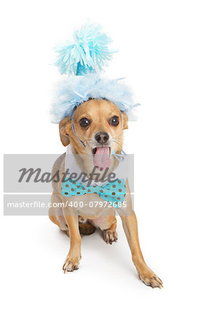 Chihuahua dog wearing a sparkly blue party hat and tie sticking his tongue out. Isolated on white.