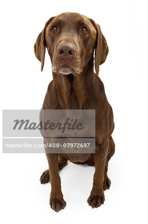 A chocolate Labrador retriever dog sitting down and isolated on white