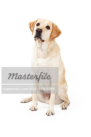 A cute and curious yellow Labrador Retriever Dog sitting while looking upwards.