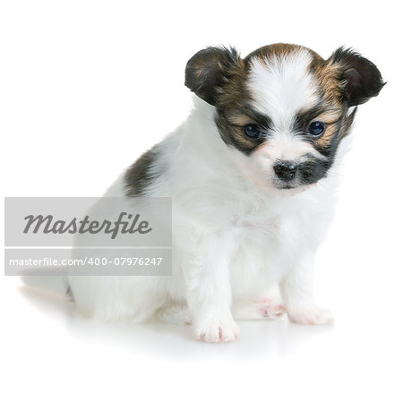 Cute puppy of breed papillon on white background