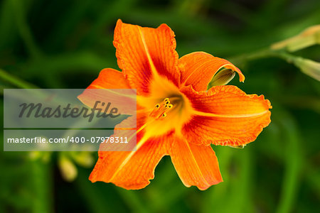 Close-up of Orange Lily Flower in a Garden