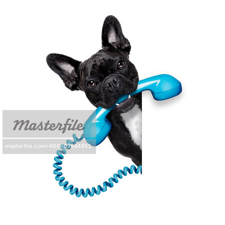 french bulldog dog holding a old retro telephone behind a blank empty banner or placard,isolated on white background