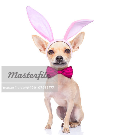 chihuahua dog  with bunny easter ears and a pink tie, isolated on white background