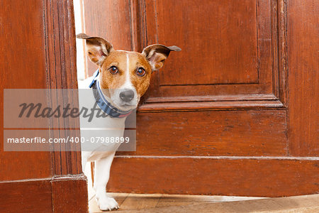 jack russell terrier dog at the door at home watching the house