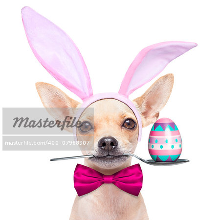 chihuahua dog  dressed with bunny easter ears and a pink tie with egg on spoon, isolated on white background