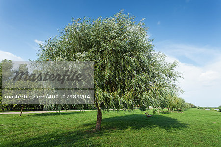 Healthy vigorous tree in the park providing cool shade in the summer