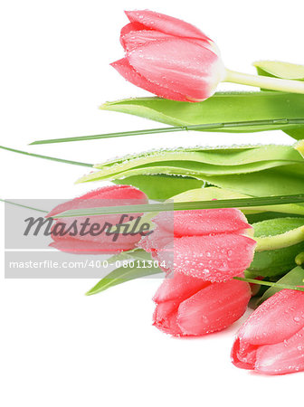 Bunch of Five Spring Magenta Tulips with Green Grass and Water Drops closeup on White background