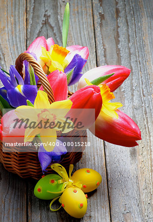 Bunch of Yellow Daffodils, Magenta Tulips, Purple Irises in Wicker Basket with Colored Easter Eggs closeup on Rustic Wooden background