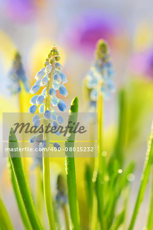 Muscari neglectum flowers in the spring garden