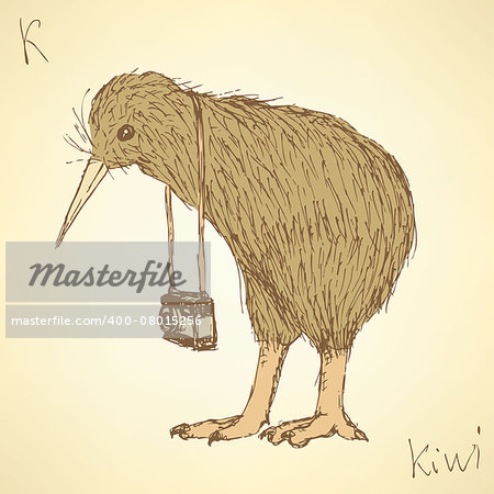 Sketch fancy kiwi bird in vintage style, vector