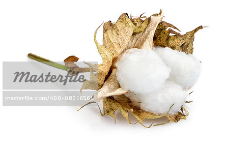 cotton - Gossypium hirsutum L. on white background