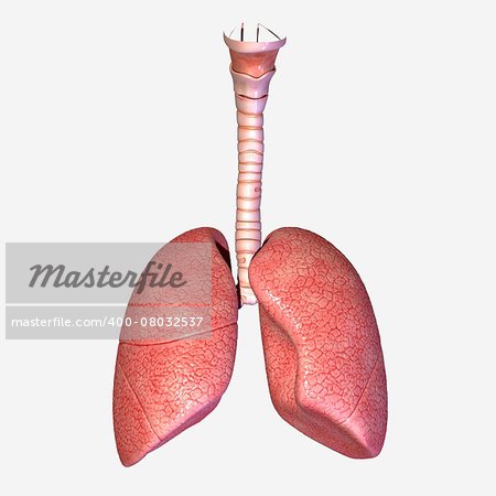 The lungs are the essential respiration organ and are located near the backbone on either side of the heart.
