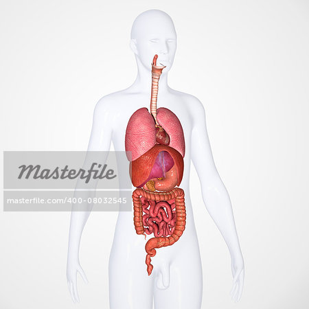 Two or more organs working together in the execution of a specific body function form an organ system.