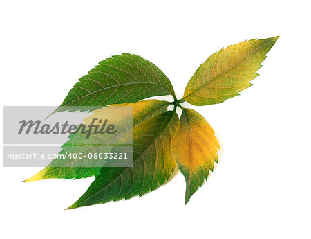 Autumn multicolor grapes leaf (Parthenocissus quinquefolia foliage). Isolated on white background.