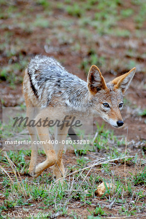 A black backed jakkal looks to scavenge a meal in the Kruger national park, South Africa