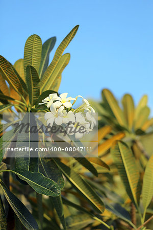 Beautiful flower plumeria on a background of blue sky photographed close-up