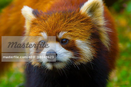 mammal, wildlife, red, cute, panda, animal, pets, animals, fur, one, wild, nature, east, asia, color, zoo, image, china, carnivore, fluffy, leaf, eye