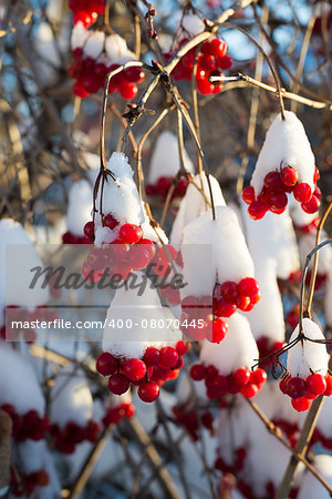 Viburnum berries in snow on a sunny day