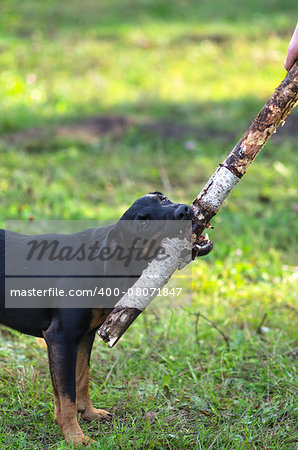 Black dog, playing in the Park with a stick.