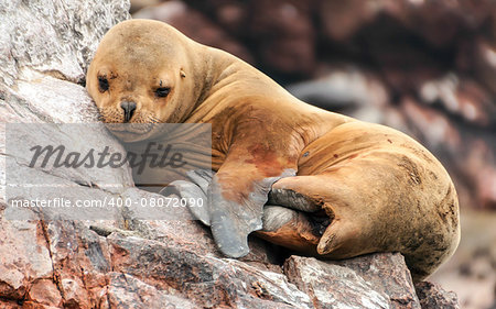 Sea lion cub sleeping on a rocky shore