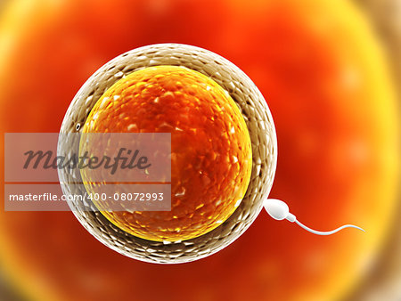 Spermatozoon, floating to ovule - 3d render