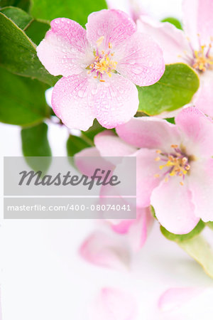 White apple flowers branch isolated on white background