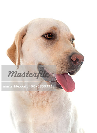 labrador retriever in front of white background