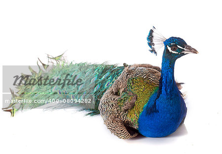 indian peafowl in front of white background