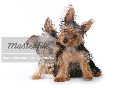 Tiny Yorkshire Terrier Puppies Sitting on White Background