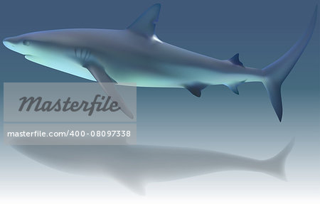 Caribbean Reef Shark (Carcharhinus perezi) - Illustration, Vector