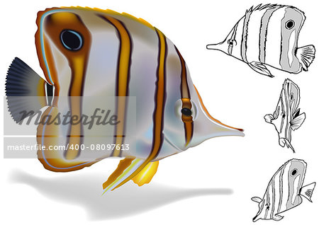 Copperband Butterflyfish (Chelmon rostratus) - Illustration Set, Vector