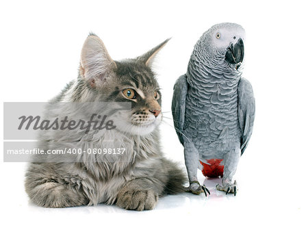 African grey parrot and maine coon cat in front of white background