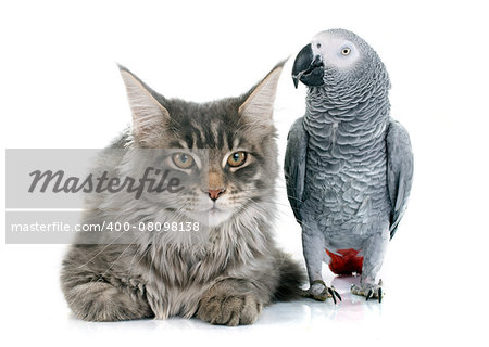 African grey parrot and maine coon cat in front of white background