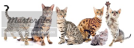 group of bengal cats on a white background