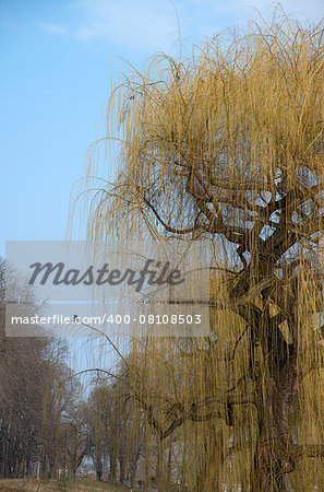 a blooming weeping willow with a raven on a branch and some other bald trees in springtime in a park