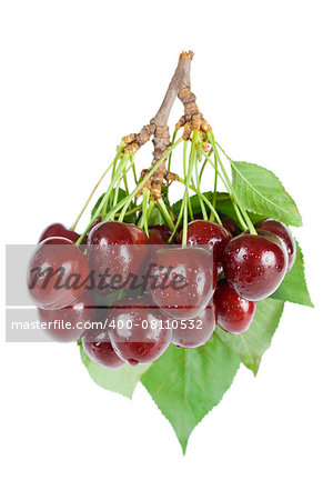 Bunch of fresh ripe wet cherries close-up with leaves and stems isolated on white background.