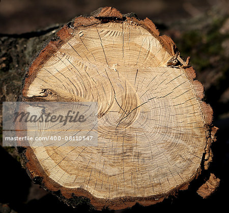 sunlit section of a tree in the park