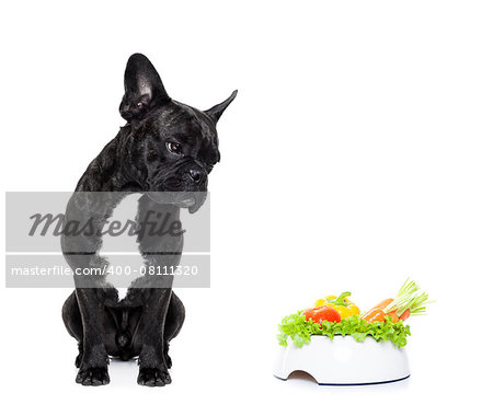 french bulldog dog  with  healthy  vegan food bowl, isolated on white background