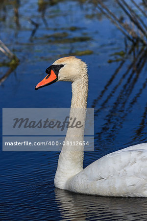 white swan in the Danube Delta, Romania