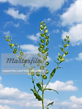 Field Pennycress plant on the background of cloudy sky. Scientific Name: Thlaspi arvense. Mustard family Brassicaceae