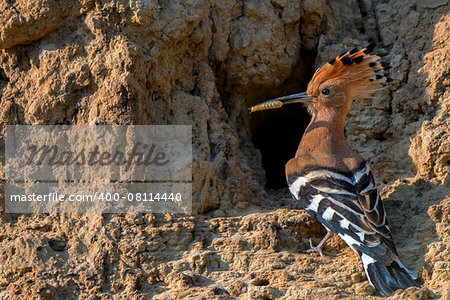 Male of common hoopoe ( Upupa epops ) is sitting near its nest in the whole