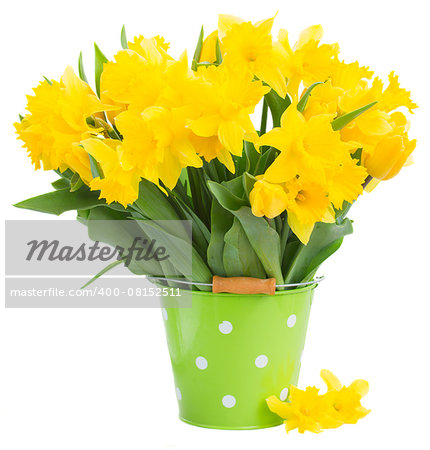 bunch of fresh  yellow daffodils  and tulips in green pot isolated on white background