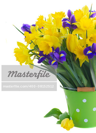 bunch of fresh spring yellow daffodils, irises  and tulips in green pot close up isolated on white background