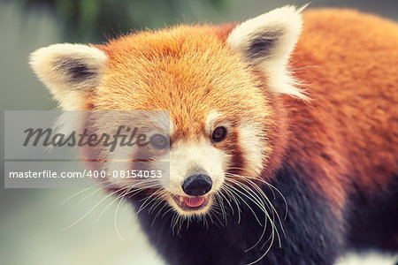Portrait of a Red Panda, Firefox or Lesser Panda - Ailurus fulgens